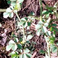 ノイバラ,野バラ,山の遅い春,庭の画像