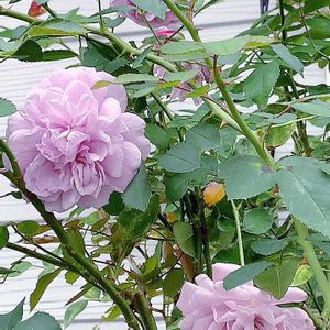 バラ,青い花マニア,ありがとう♡嵐♡,バラと夢CLUB,美しく青きドヨウの画像