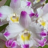 デンドロビウム,リビング・ダイニングの画像