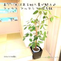 アルテシマ,アルテシマ,フィカス・アルテシマ,フィカス・アルテシマ,観葉植物の画像