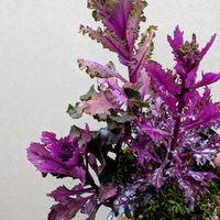 葉牡丹,ヒメイワダレソウ,ハボタン・光子,リッピア（ヒメイワダレソウ）,薬剤系〜の画像