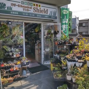 多肉植物,ウラボシ科,ビカクシダ属,食中植物,塊根の画像