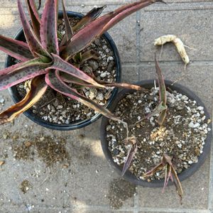 多肉植物,観葉植物,アガベ属,珍奇植物,ビザールプランツの画像