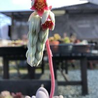 月美人,星美人の画像