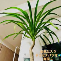 ドラセナ,ドラセナパラオ,森林浴,熱帯植物,癒しの空間の画像