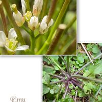 スノーフレーク,スノーフレーク,ナズナ,ナズナ,ミチタネツケバナの画像