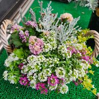 アリッサム,アリッサム,アリッサム,バコパ,バコパの画像