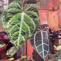 アンスリウム,アンスリウム ミシェルザラ,観葉植物,成長記録,葉っぱの画像