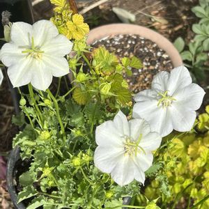 鉢植え,地植え,山野草,花木,シェードガーデンの画像