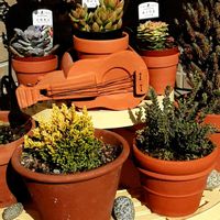 カルーナ,コニファー,多肉植物,玄関アプローチの画像