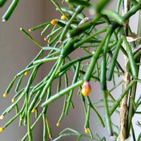 リプサリス,チーム愛知,その他部屋の画像