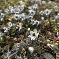 セツブンソウ,山野草,スプリングエフェメラルの画像