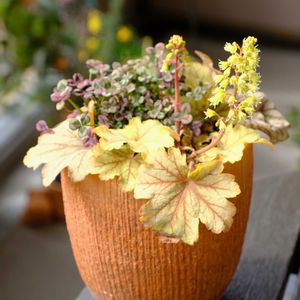 ベランダガーデニング,お気に入りの鉢,癒し…♡,可愛い❤,おうち園芸の画像