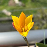 原種系アネモネ フルゲンス,原種系アネモネ フルゲンス,クリサンサ,クリサンサ,バラ　ルイスキャロルの画像