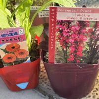 エキナセア,ロベリア,デルフィニウム,エキナセア ミルクシェイク,ラベンダーメルローの画像