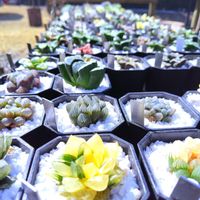 ハオルチア,アガベ,ハオルチア オブツーサ,多肉植物,ハオルチア属の画像