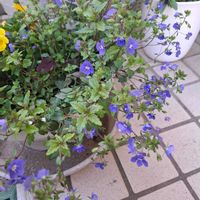 バコパ,リナリア,バラ咲きジュリアン,ハコベ,ヘリクリサム シルバースノーの画像