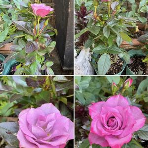 バラ,ミニバラ コルダーナシリーズ,花のある暮らし,お楽しみ❀.(*´▽`*)❀.,アプローチの画像