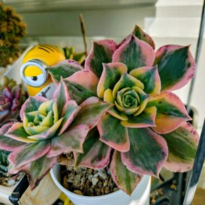 多肉植物,ベランダガーデン,癒し,ひょっこり,今日のお花の画像