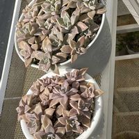 朧月,かわいい,紅葉する多肉,元気に育ってます♪,ゆっきん's  朧月の画像