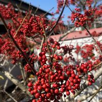 クロガネモチ,クロガネモチ,クロガネモチの実,木のみ、草の実の画像