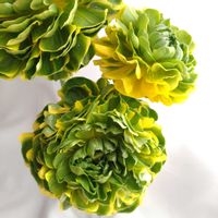 ラナンキュラス,ドライフラワー,ラナンキュラスポンポン,ラナンキュラス ピーターパンの画像