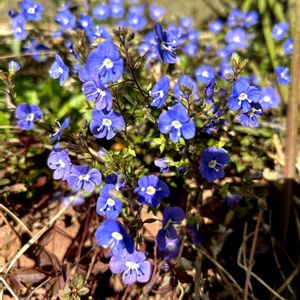 ベロニカ,ベロニカ・オックスフォードブルー,シェードガーデン,庭の画像