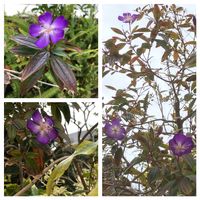 ウツギ,ノボタン,パークスガーデンの画像