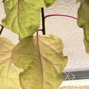 ジュズサンゴ,数珠珊瑚(ジュズサンゴ),ナデシコのタネ,水耕栽培,挿し木の画像