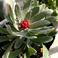 ヘリクリサム・ルビークラスター,ヘリクリサム,ヘリクリサム エンバーグロウ,ドライフラワー,インテリアの画像