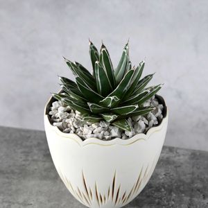 アガベ,アガベ　笹の雪,アガベ　笹の雪,鉢植え,アガベ属の画像