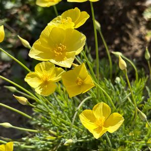 花菱草,エスコルチア,ナチュラルガーデン,可愛い葉っぱ,お庭の花たちの画像
