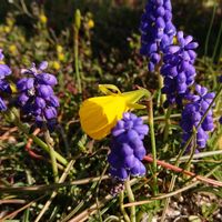ムスカリ,ペチコート水仙,ペチコートスイセン, ムスカリ,ペチコート水仙＊の画像