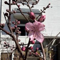 ハナモモ,モモ,桃美人,桃の花,ももの画像