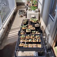 アガベ,多肉植物,観葉植物,葉挿し,日光浴の画像