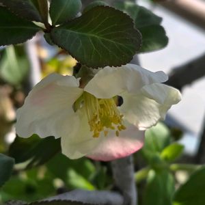 ハナモモ,ベランダガーデン,満開,可愛い♡,ありがとう♡の画像