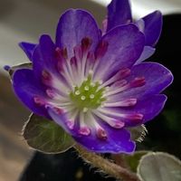 雪割草,ガーデニング,お花,花のある暮らし,小さい花の画像