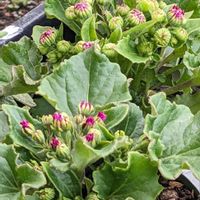 アグロステンマ,シネラリア,種まきっ子の画像