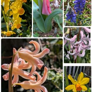 ネモフィラ,フジバカマ,玉ねぎ,球根のお花いろいろ,今日の卵の画像