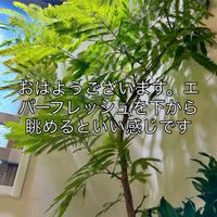 ドラセナ,エバーフレッシュ,森林浴,熱帯植物,癒しの空間の画像