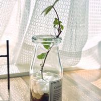 アイビー,アイビー（ヘデラ）,へデラ,水耕栽培,成長記録の画像