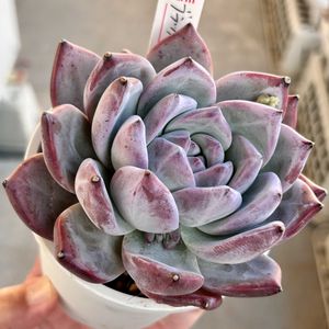 エケベリア,ブラックサバス,多肉植物,エケベリア属,多肉植物 エケベリアの画像