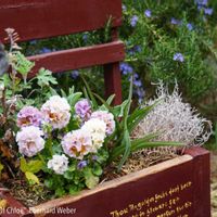 ハーブ,ガーデニング,無農薬,グラス女子(*ˊᵕˋ*)੭ ੈ,小さな庭の画像