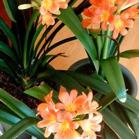 クンシラン,君子蘭,ほぼ満開,室内温室の画像