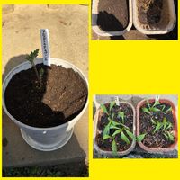 ルッコラ,ルッコラ,パクチー,ミチタネツケバナ,行者ニンニクの画像