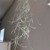 ウスネオイデスの画像