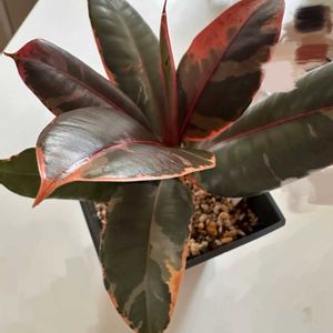 フィカス ルビー,フィカス バーガンディ,新芽,ダイソー産,フィカス属の画像