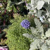 シルバーレース,ギリア,ギリア カピタータ,シロタエギク シラス,ギリア レプタンサブルーの画像