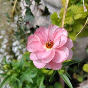 ラナンキュラスラックス　イーシス,ナチュラルガーデン,ラナンキュラスラックス　ヘレンの画像