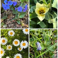 ツクシ,チューリップ,ノースポール,ムスカリ,ユキヤナギの画像